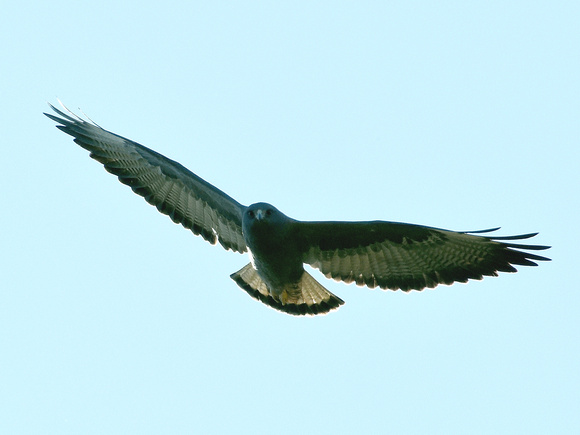 White-tailed Hawk, dark morph (Brazil)