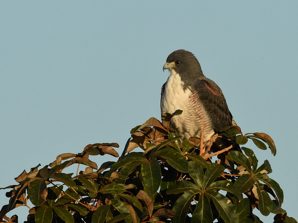 White-tailed Hawk, white morph (Brazil)