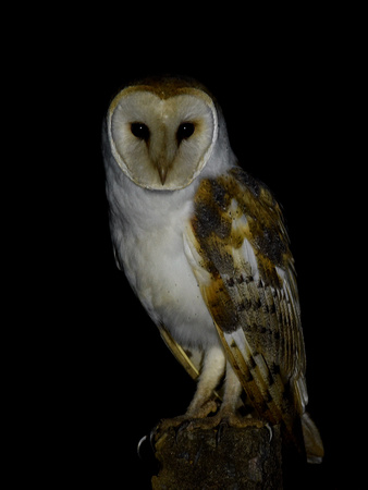 American Barn Owl (Brazil)