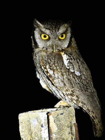 Tropical Screech Owl (Brazil)