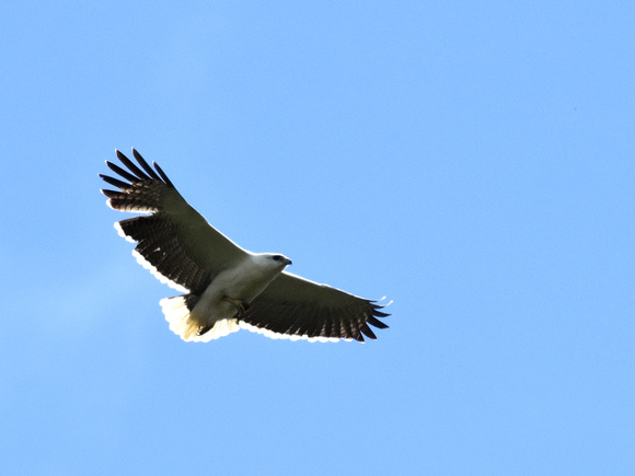 Mantled Hawk (Brazil)