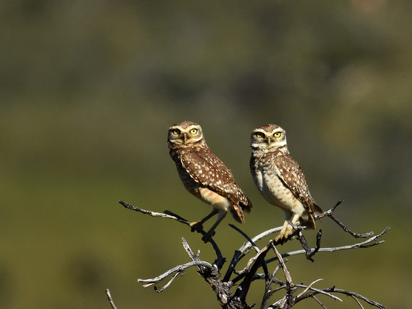 Burrowing Owls,  couple (Brazil)