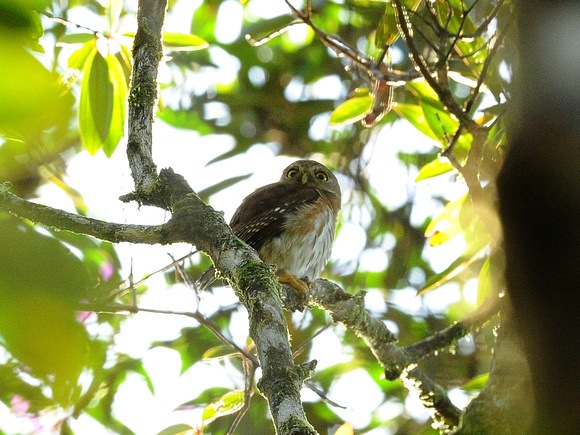 East Brazilian (ex Least) Owl (Brazil)