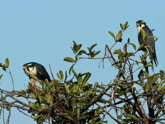 Aplomado Falcons, couple (Brazil)