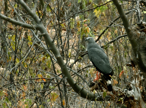 Crane Hawk (Brazil)