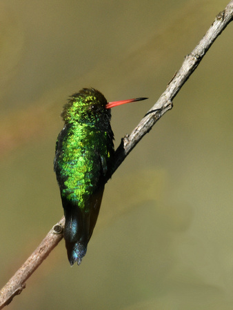 Glittering-bellied Emerald, male (Brazil)