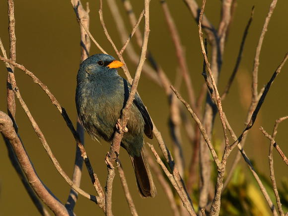 Blue Finch (Brazil)