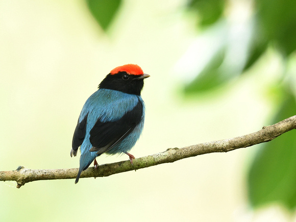 Blue Manakin, male (Brazil)