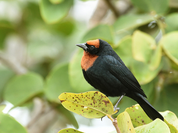 Chestnut-capped Blackbird, male (Brazil)