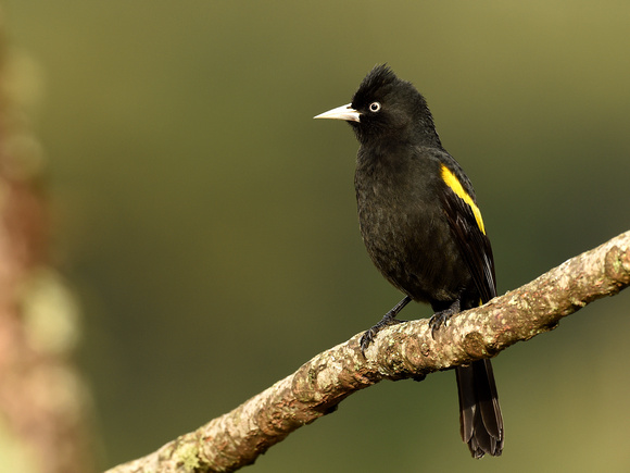 Golden-winged Cacique (Brazil)