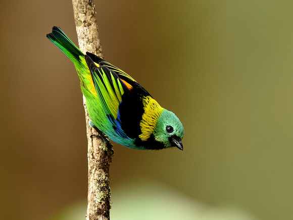 Green-headed Tanager, male (Brazil)