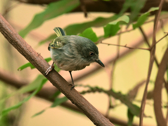 Pearly-vented Tody-Tyrant (Brazil)