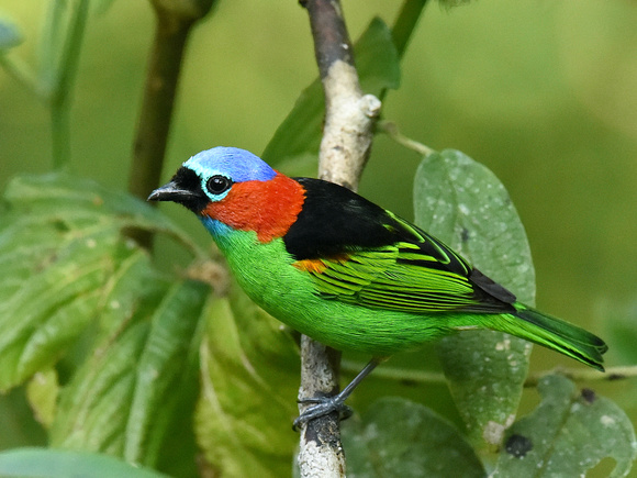 Red-necked Tanager (Brazil)