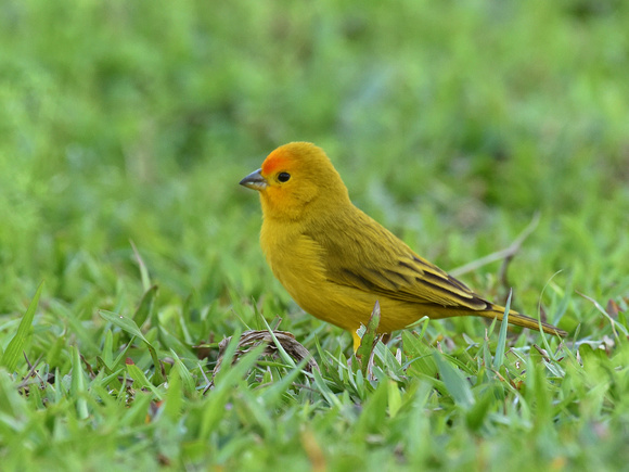 Saffron Finch, male (Brazil)