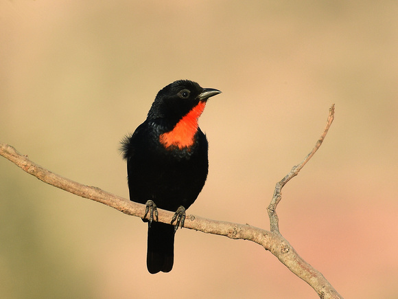 Scarlet-throated Tanager, male (Brazil)