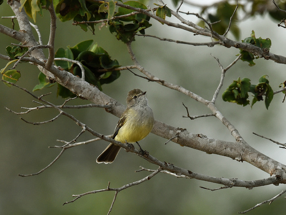 Southern Scrub-Flycatcher (Brazil)