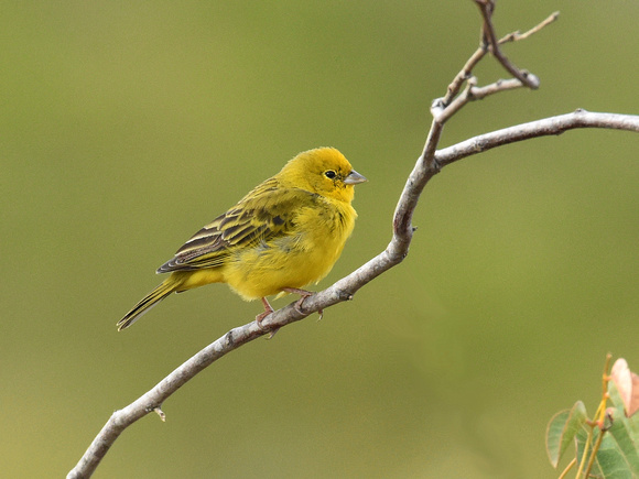 Stripe-tailed yellow Finch (Brazil)