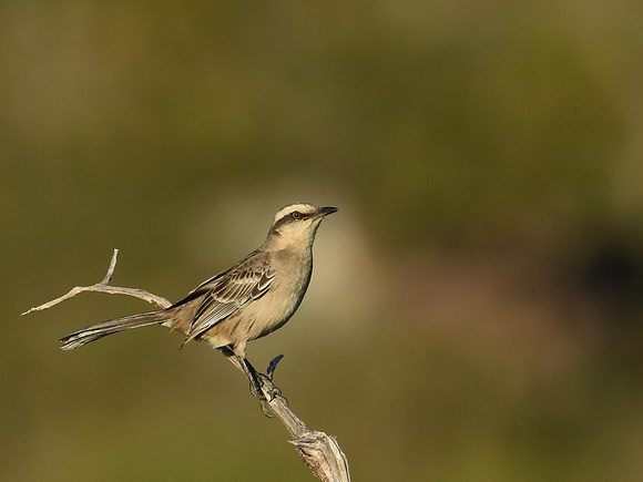 Chalked-browed Mockingbird (Brazil)