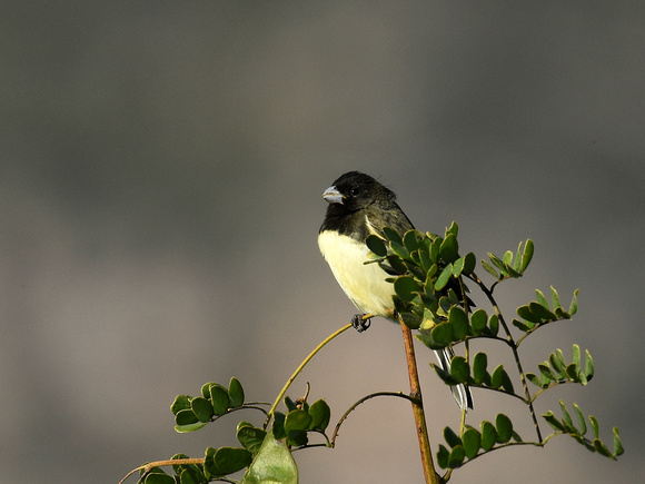 Yellow-bellied Seedeater, male (Brazil)
