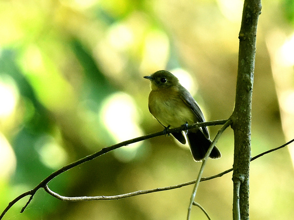 Black-tailed Flycatcher (Brazil)