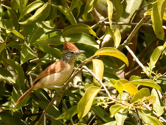 Caatinga barred Antshrike, female (Brazil)