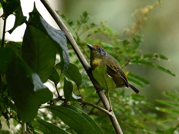 Spot-breasted Antvireo, female (Brazil)