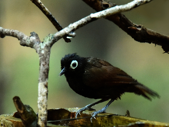 Bare-eyed Antbird (Brazil)