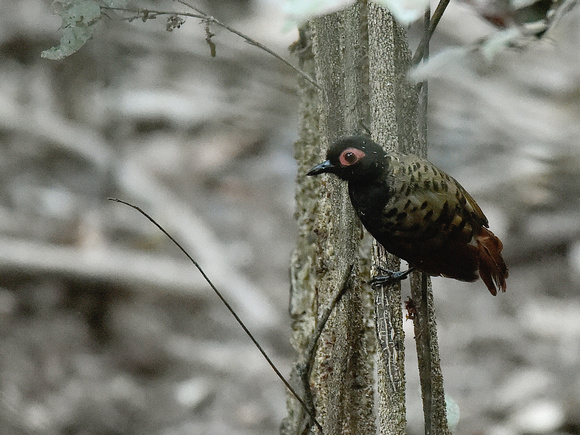 Black-spotted Bare-eye (Brazil)