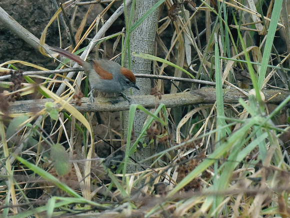 Cinereous-breasted Spinetail (Brazil)