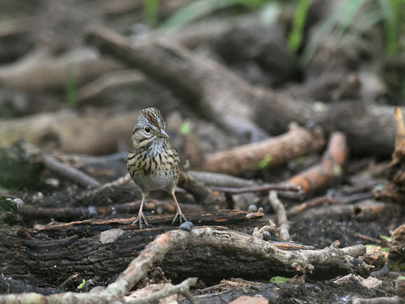 Lincoldn Sparrow (USA)