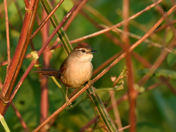 Pale-breasted Spinetail (Brazil)