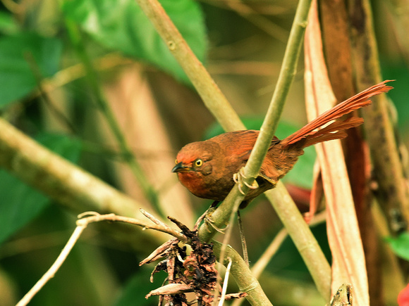 Orange-eyed Thornbill (Brazil)