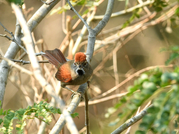 Sooty-fronted Spinetail (Brazil)