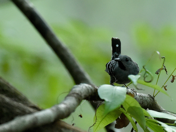 Xingu scale-backed Antbird, male (Brazil)