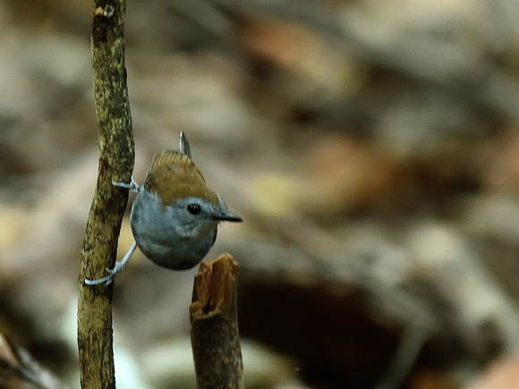 Xingu scale-backed Antbird, female (Brazil)