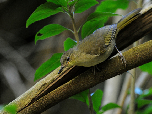 Yellow-browed Oxylabes (Madagascar)
