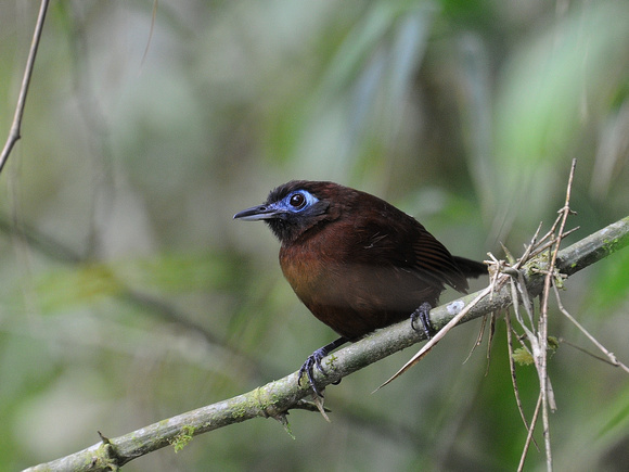 Zeladon's Antbird, female (Ecuador)