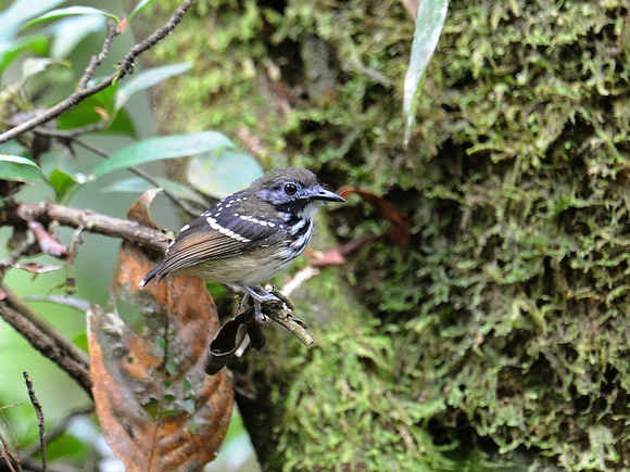 Spot-backed Antbird, female (Brazil)