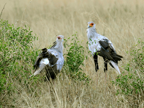 Secretary Birds, couple (Tanzania)