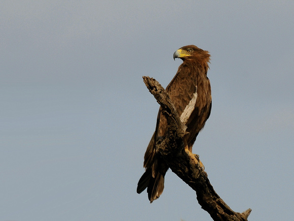 Tawny Eagle, ssp rapax (Kenya)