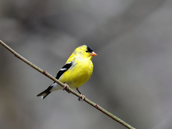 American Goldfinch, male (USA)