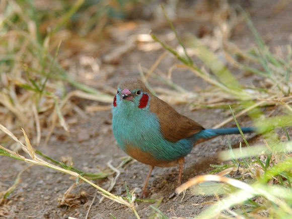 Red-cheeked Cordonbleu (Kenya)