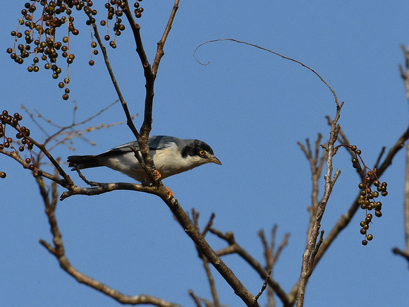 Hooded Tanager, male (Mexico)