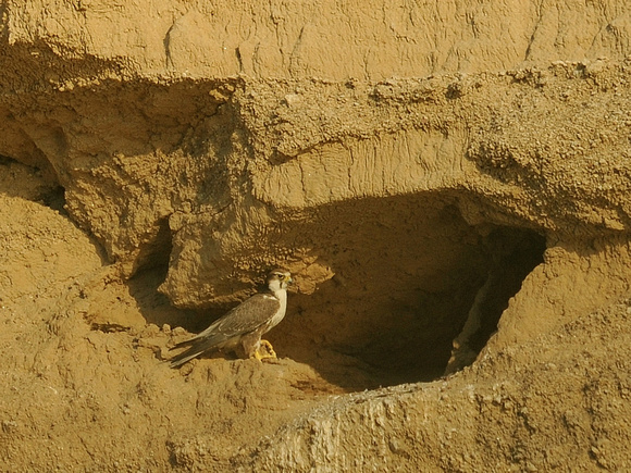 Laggar Falcon (India)