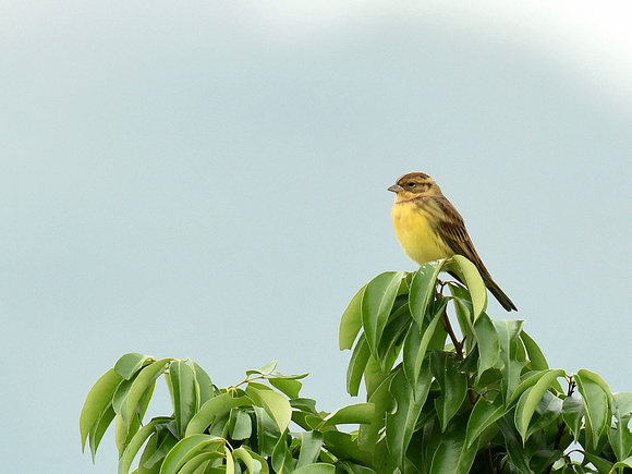 Yellow-breasted Bunting, female (HK)
