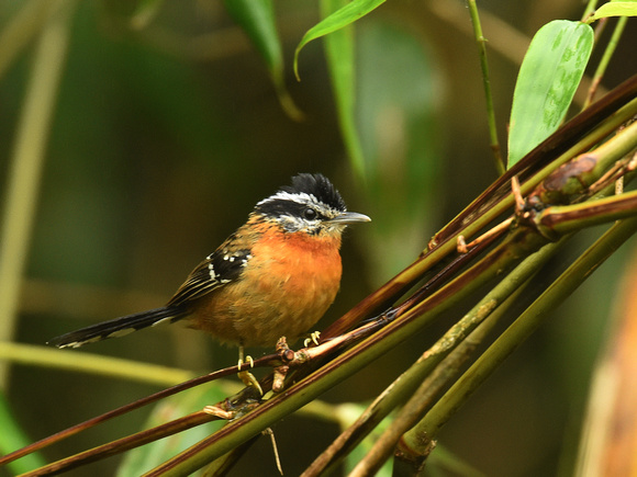Ferruginous Antbird, female (Brazil)