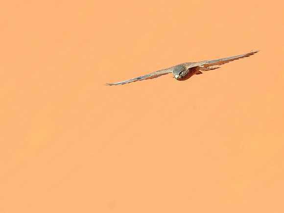 Madagascar Kestrel, male (Madagascar)