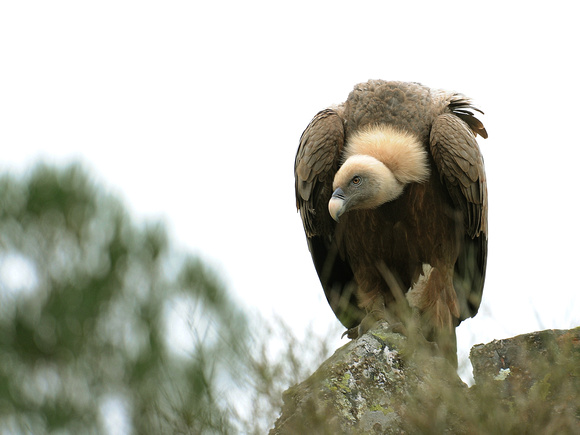 Griffon Vulture (Spain)