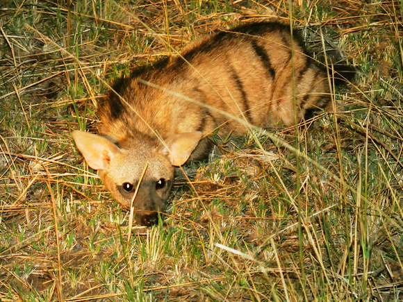Aardwolf (Kenya)