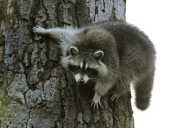 Common Raccoon (USA)